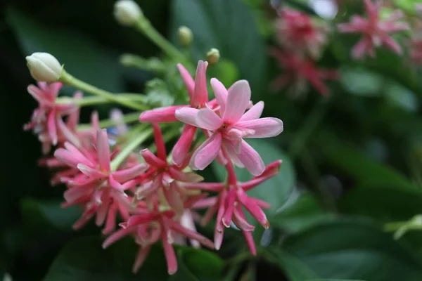 Light Pink Red Rangoon Creeper Flowers Branch Blooming Blur Green — Zdjęcie stockowe