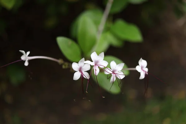 White Flowers Seaside Clerodendron Petit Fever Leaves Shoot Blur Green — Fotografia de Stock