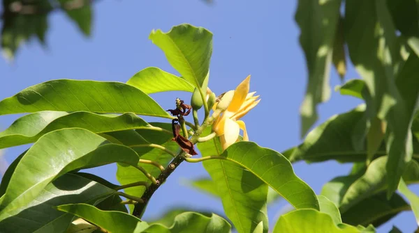 Fleurs Jaunes Pâles Champaka Blanc Sur Branche Feuilles Vertes Thaïlande — Photo