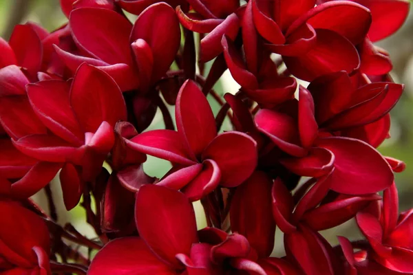 Rote Blüten Von Frangipani Oder Plumeria — Stockfoto
