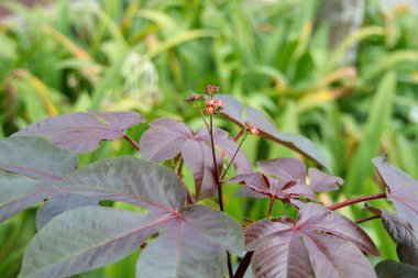 Göbeğin kırmızı çiçeği dalda ve bulanık yaprakların üzerinde çiçek açıyor. Bir diğer isim de Siyah Fizikçi ya da Pamuk Yaprağı Fizikçisi.