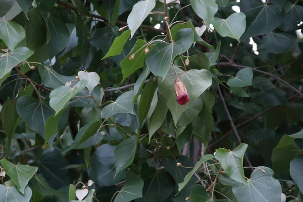 Dark Red Flower Portia Tree Blooming Branch Green Leaves Thailand — Fotografia de Stock