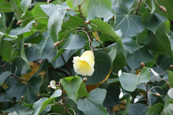 Flashy Yellow Flower Portia Tree Blooming Branch Blur Dark Green — Zdjęcie stockowe