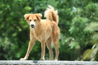 Açık kahverengi Tayland köpeği parlayan bir günde yolda duruyor ve kürkünün üzerindeki güneş ışığı bulanık yeşil arka planda..