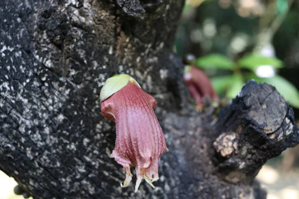 幹の黒い樹皮にメキシコカラバッシュの赤茶色の花 — ストック写真