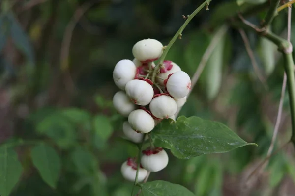 Ομάδα Λευκών Φρούτων Του Sauropus Androgynus Κλαδί Και Θαμπάδα Φόντο — Φωτογραφία Αρχείου