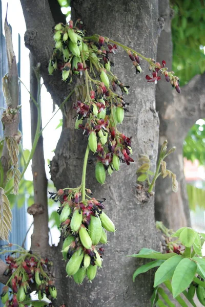 Les Fruits Verts Bilimbi Bilimbing Sont Sur Tronc Les Jeunes — Photo