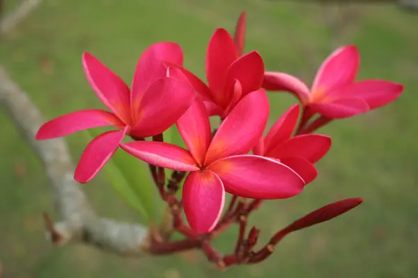 Ljust Röd Plumeria Eller Frangipani Blommor Blommar Buske Och Suddig — Stockfoto