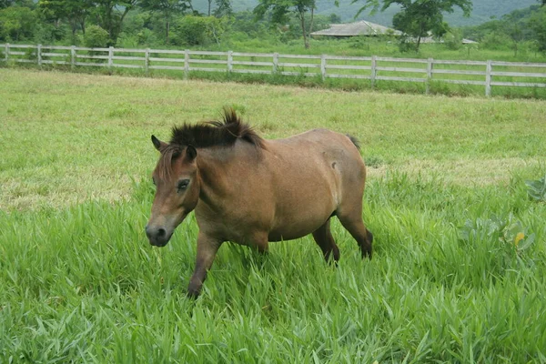 Cavallo Marrone Esecuzione Prato Con Legno Dipinto Recinzione Alberi Sfondo — Foto Stock