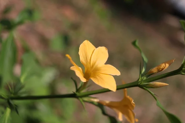 Flor Amarilla Están Rama Brotes Con Fondo Borroso Nombre Científico — Foto de Stock
