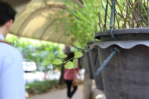 Visící Květináč Rostlin Vedle Lidí Chodících Projít Chodník Střecha Thajsko — Stock fotografie
