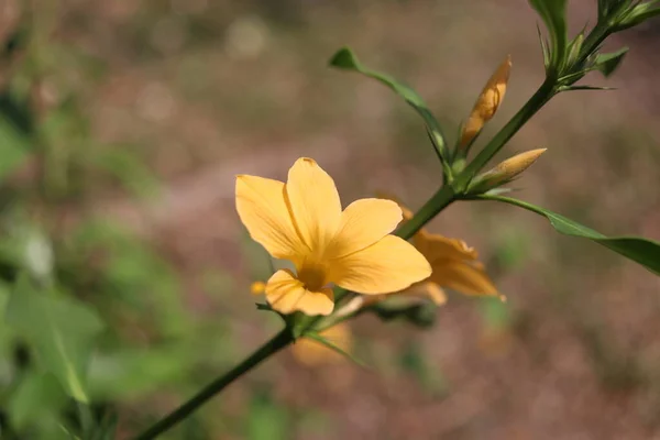 Uma Flor Amarela Brilhante Florescendo Ramo Botão Com Espinho Nome — Fotografia de Stock