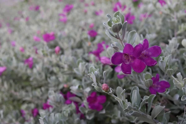 Flores Violetas Barômetro Bush Blomming Fundo Tiro Borrão Outro Nome — Fotografia de Stock