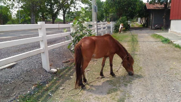 Jovem Cavalo Marrom Lado Cerca Branca Está Comendo Grama Chão — Fotografia de Stock