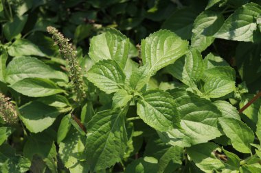 Shrubby Basil 'in yeşil yaprakları. Bir diğer isim Clove Basil, Kawawya, Africa Basil, Wild Basil, Tayland.