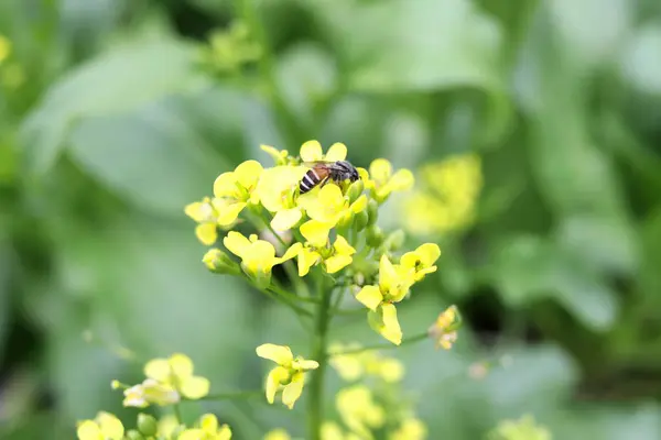 Flores Amarillas Brillantes False Pakchoi Mock Pakchoi Insecto Flores Con — Foto de Stock