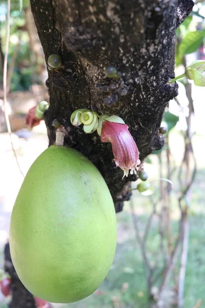 Light green fruit and violet flower of Gourd Tree or Mexican Calabash on trunk of tree.