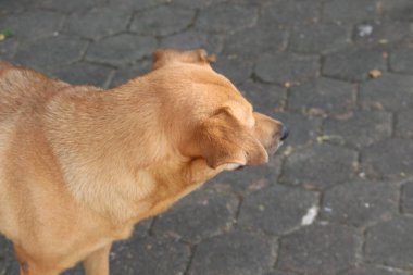 Kahverengi Tayland köpeği kafasını çevirip koyu betonu bulanıklaştırdı..