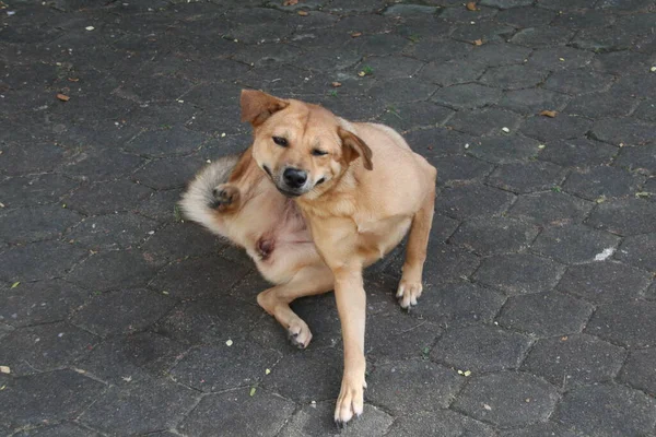 Brown Thai dog is scratching neck on concrete floor.