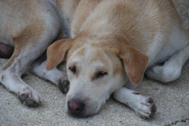 Açık kahverengi Tayland köpeği Tayland çimento zemininde uyuyor..