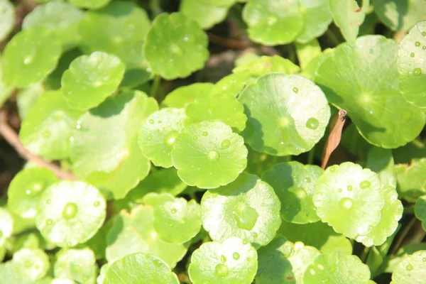 Drops Water Water Pennywort Leaves Sunlight — Stock Photo, Image