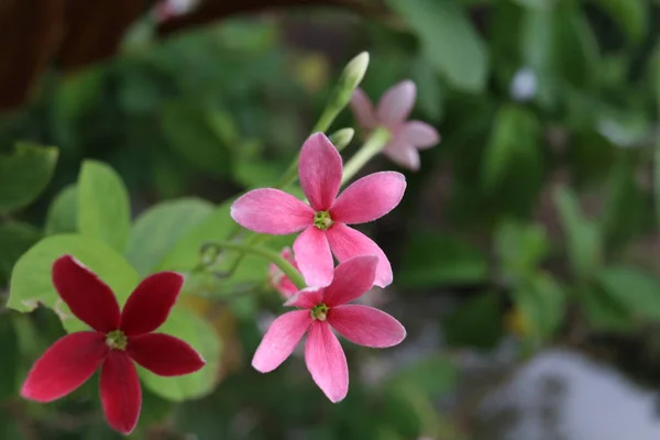 枝にラングーンクリーパーの花を咲かせ 緑の葉を背景にぼかす 別名は ピンク 白の花を咲かせるドリンクセーラーや中国のハニーサックルです — ストック写真