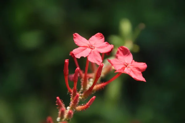 Flores Rojas Leadwort Color Rosa Están Floreciendo Rama Fondo Verde —  Fotos de Stock