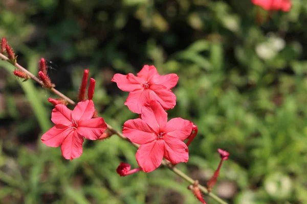 Fleur Rouge Armoise Indienne Fleurit Sur Fond Ramifié Flou Avec — Photo