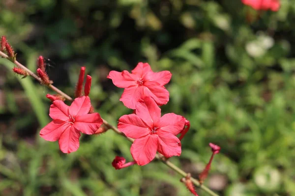 Flor Vermelha Leadwort Indiano Florescendo Ramo Fundo Borrão Com Alguns — Fotografia de Stock