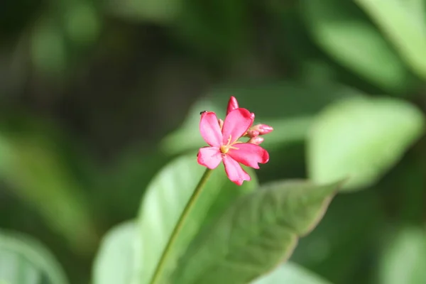 Una Flor Roja Hojas Algodón Está Floreciendo Rama Fondo Hojas —  Fotos de Stock