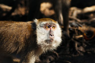 Kahverengi vahşi Macaque Maymunu Langkawi, Kedah, Malezya tropikal bataklıklarında yürüyor. Doğal ortamında vahşi bir hayvan. Primat Fotoğrafçılık.