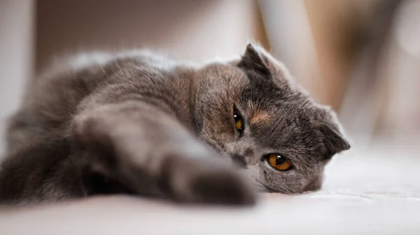 Scottish fold cat, scottish fold cat laying lazy on the floor, selective focus, horizontal photo