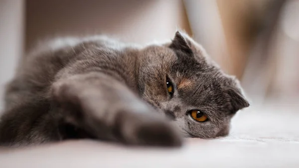 Scottish Fold Cat Scottish Fold Cat Laying Lazy Floor Selective Стоковая Картинка