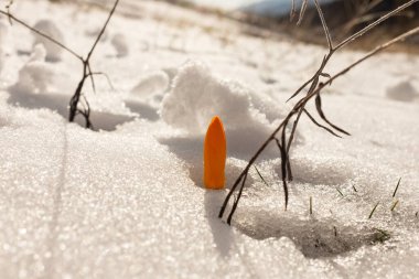 İlkbaharın başlarında karla büyüyen portakal tohumu, yakın çekim manzarası.
