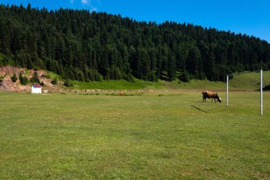 Sığır otlatan yeşil alanlar