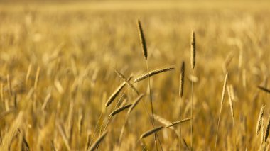 Tarlada yetişen buğday yakın çekim