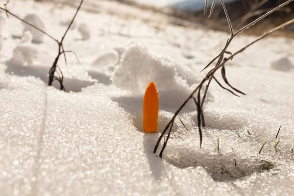 Oranje Krokus Groeit Met Sneeuw Het Vroege Voorjaar Close Zicht — Stockfoto