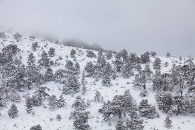 Karla kaplı ormanın manzarası, Tavas, Denizli
