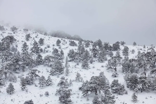 Karla kaplı ormanın manzarası, Tavas, Denizli