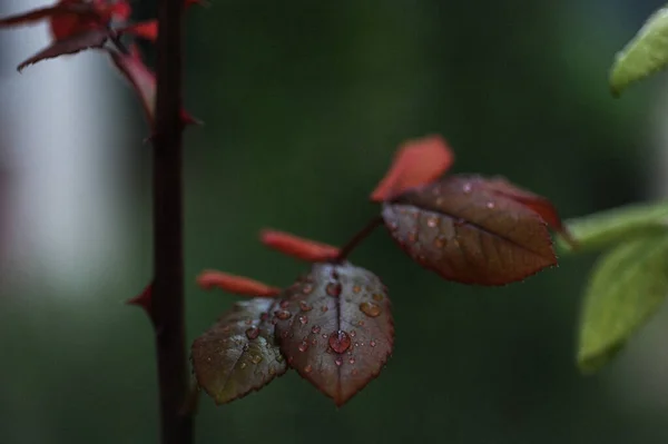 Nahaufnahme Von Regentropfen Auf Blättern Vertikales Foto Schöne Aussicht Selektiver — Stockfoto