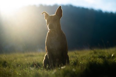 Gün ışığı çimenli tarlada köpeğe vuruyor, köpek gün batımında başka yere bakıyor.