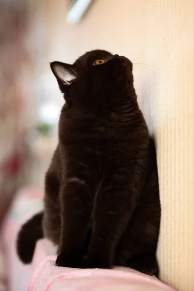 Britische Kurzhaarkatze Sitzt Auf Sofa Schaut Auf Selektiver Fokus Britische — Stockfoto