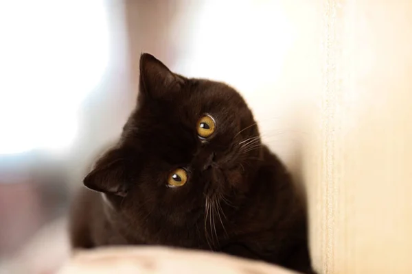 Britische Kurzhaarkatze Sitzt Auf Sofa Schaut Auf Selektiver Fokus Britische — Stockfoto