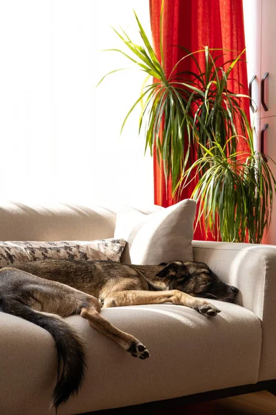Köpek evdeki kanepede dinleniyor, köpek kanepede uyuyor.