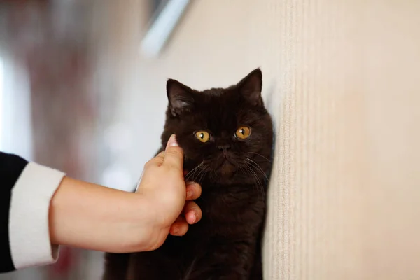 British Shorthair Cat Sitting Sofa Looking Selective Focus British Shorthair — 스톡 사진