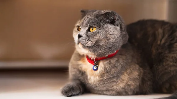 Scottish Fold Cat Scottish Fold Cat Makaa Laiska Lattialla Valikoiva — kuvapankkivalokuva