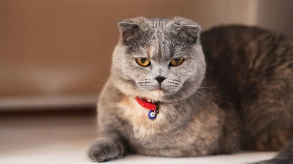 Schottische Faltkatze Schottische Faltkatze Die Faul Auf Dem Boden Liegt — Stockfoto