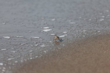 Sahildeki kumun üzerindeki yengeci kapat, yakın çekim yengeç manzarası