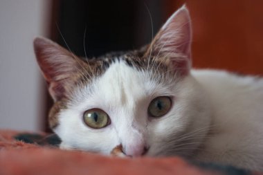 Kedi yerde tembel yatıyor, seçici odak, yatay fotoğraf