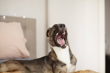 Melez köpek esniyor, seçici odaklanıyor.